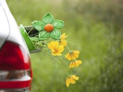 Plant-based fuels commercially viable- Study