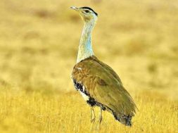 Great Indian Bustard nearing extinction due to high voltage power lines – Env Ministry