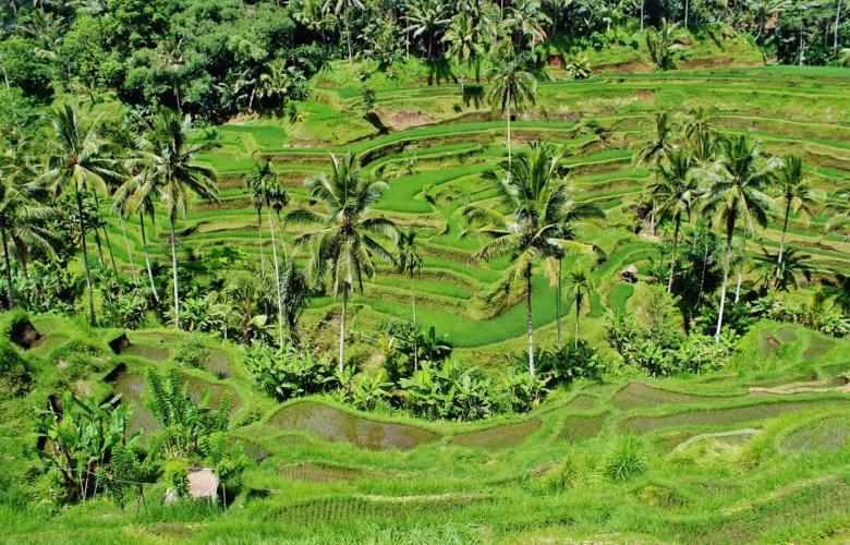 New regulations open the doors for green investment in Bali