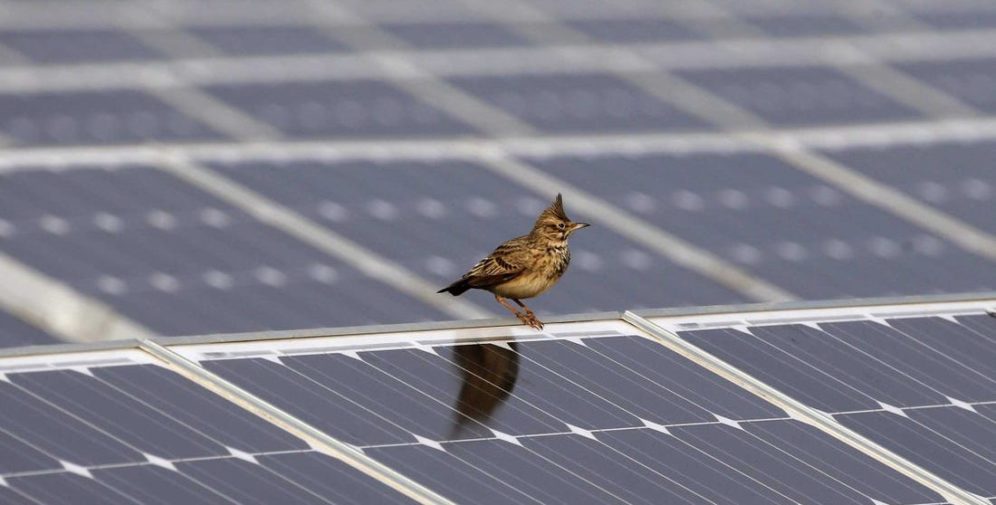 A new Argonne study will use AI to study the relationship between birds and solar projects