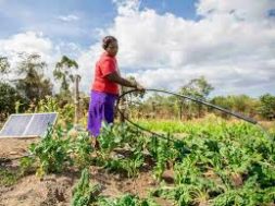 Partnership cultivated to deliver solar-powered farming in Togo