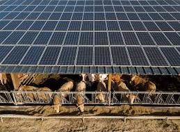 solar power plant at Dina farm