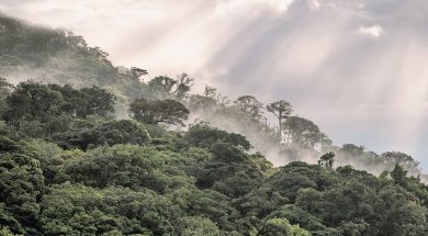 Why investing in nature is key to climate mitigation