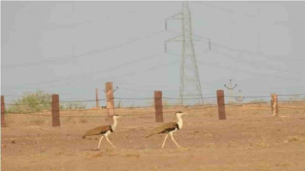 Great Indian Bustard: Supreme Court reserves order on plea to save endangered bird, pushes for under-grounding high-voltage power lines