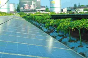 CIAL augments ‘Agrivtaic’ practice to 20 acres of Solar Farm