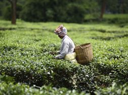 Assam tea industry eyes solar projects to augment revenue