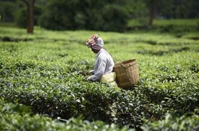Assam tea industry eyes solar projects to augment revenue