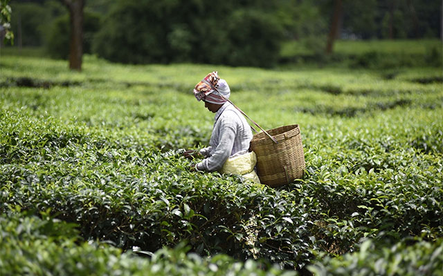 Assam tea industry eyes solar projects to augment revenue – EQ Mag Pro