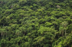 Indigenous Forests Are Some of the Amazon’s Last Carbon Sinks