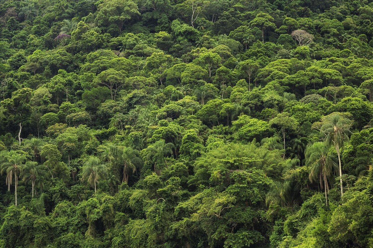 Indigenous Forests Are Some of the Amazon’s Last Carbon Sinks – EQ Mag