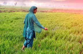 What climate-smart agriculture means for smallholder farmers